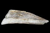 Permian Synapsid (Dimetrodon) Bone - Texas #181307-1